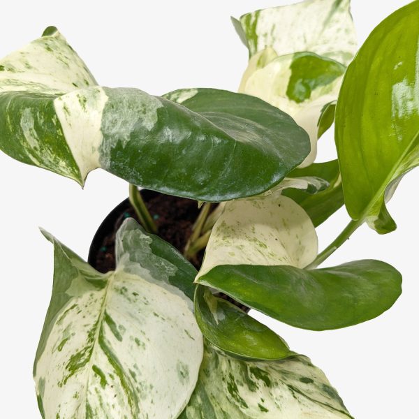 A potted plant with green and white variegated leaves against a plain white background.