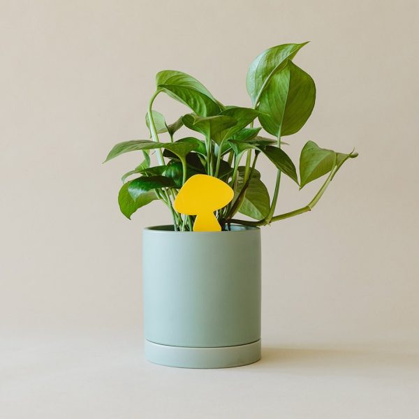 A green potted plant with heart-shaped leaves, placed in a light green cylindrical pot, with a yellow plastic marker inserted in the soil.