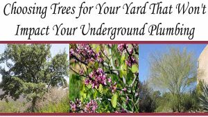 Banner with the text "Choosing Trees for Your Yard That Won't Impact Your Underground Plumbing" and photos of three different trees underneath.